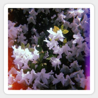 Beautiful White Flowers. California Sticker